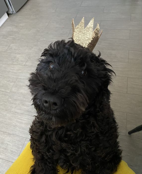 Злучення (вʼязка) хлопчик цвергшнауцер