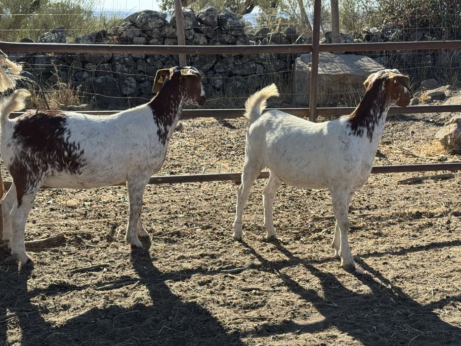 Chibas boer 10 meses