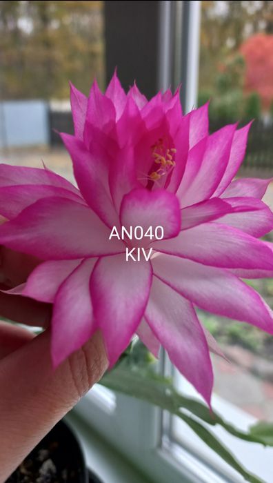 Шлюмбергера AN040