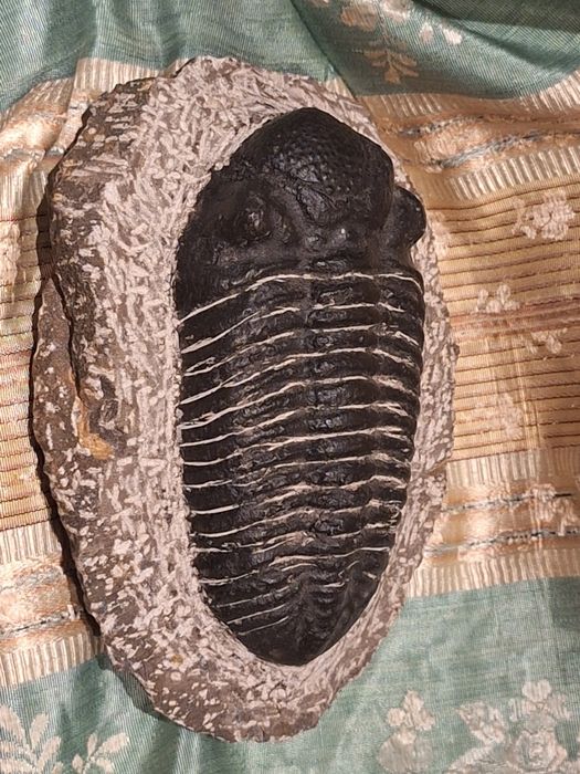 Fóssil de Trilobite (Espécie Phacops) – Exemplar de Coleção