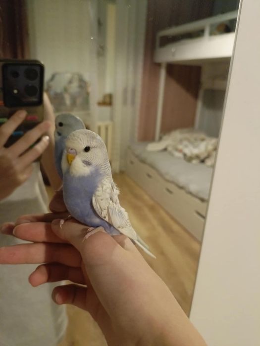 Papuga Falista młoda