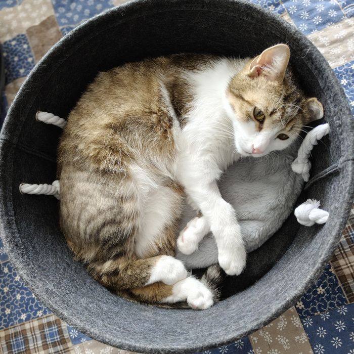 Śliczny i kochany kotek