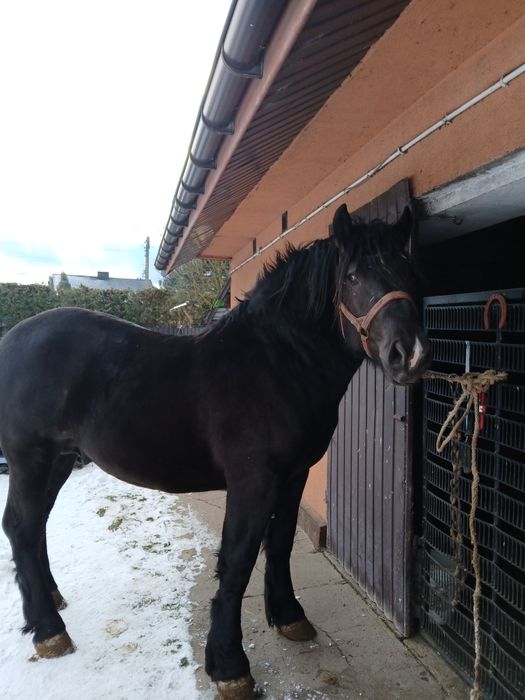 Sprzedam konia Sztum