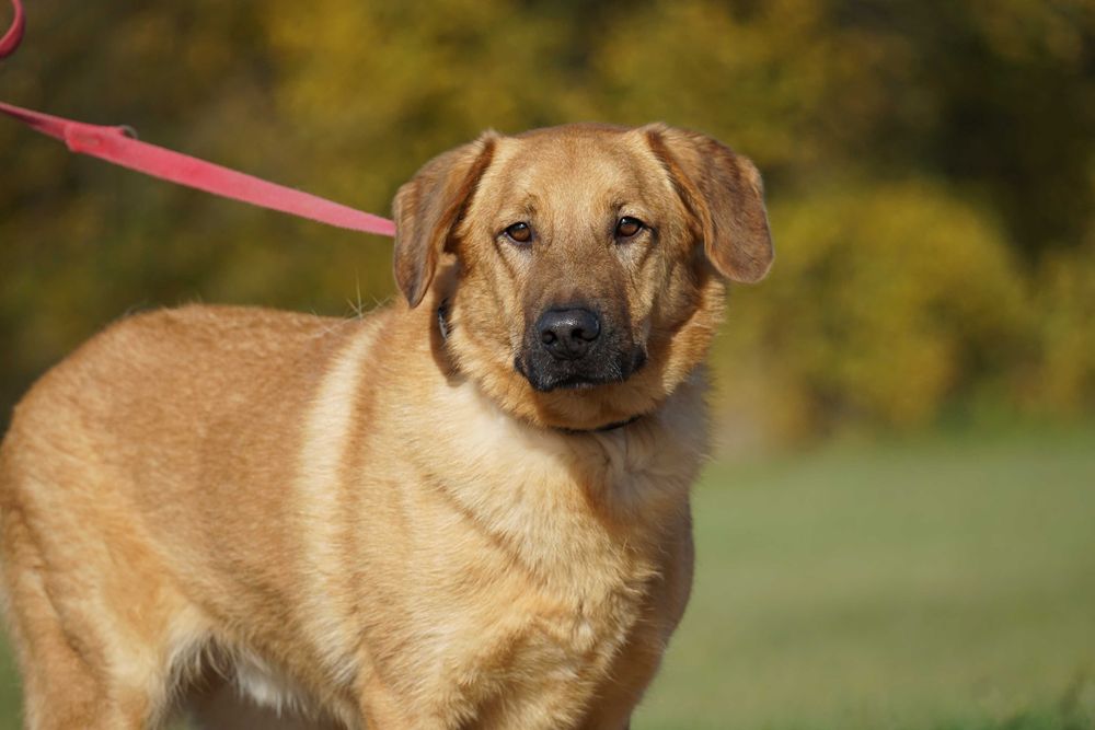 Sajon - piękny, duży pies - pomagamy w transporcie