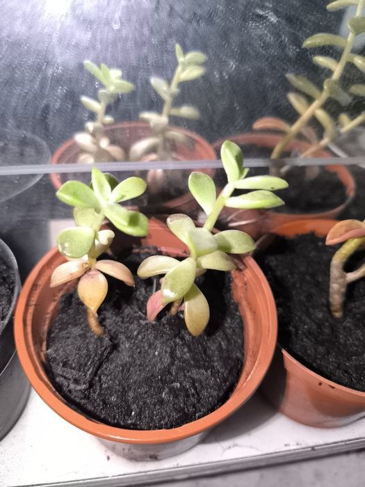 Graptosedum 'Bronze - Promoção