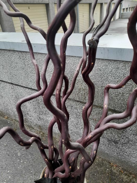 Varas de madeira decorativas