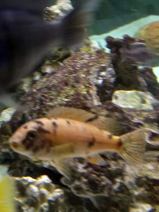 Ciclideos do lago Malawi