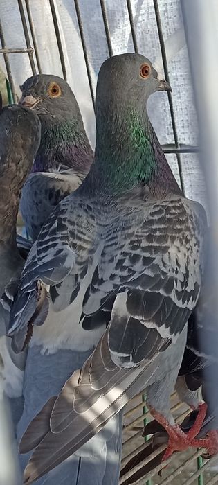 Pombo Correio sem número , Casal Correios