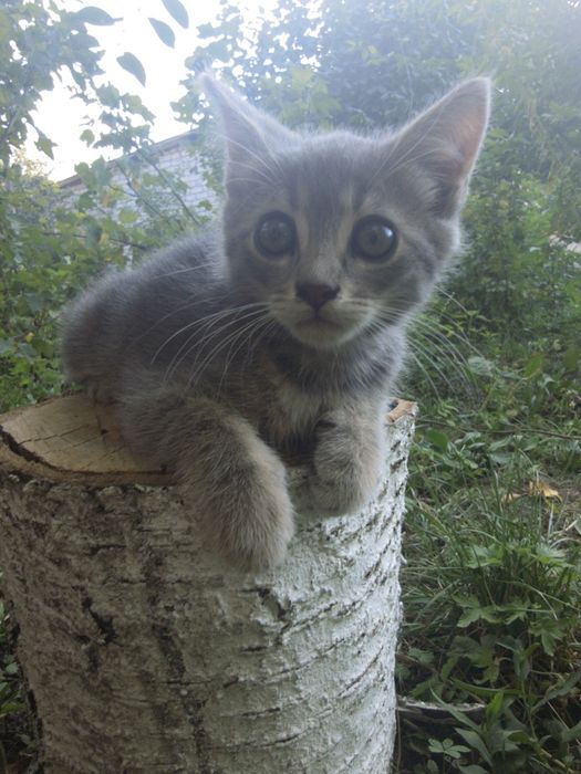 2 котика і 1 киця