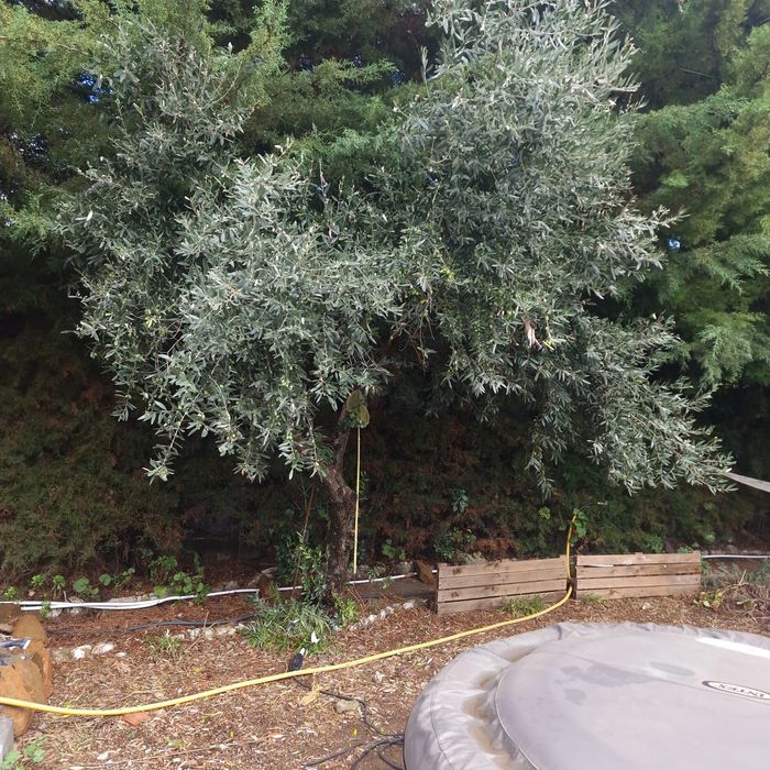 Oliveiras biologicas