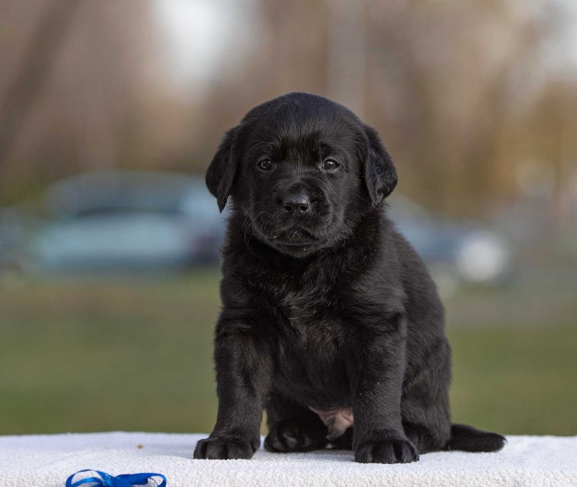 Чорні хлопці лабрадори