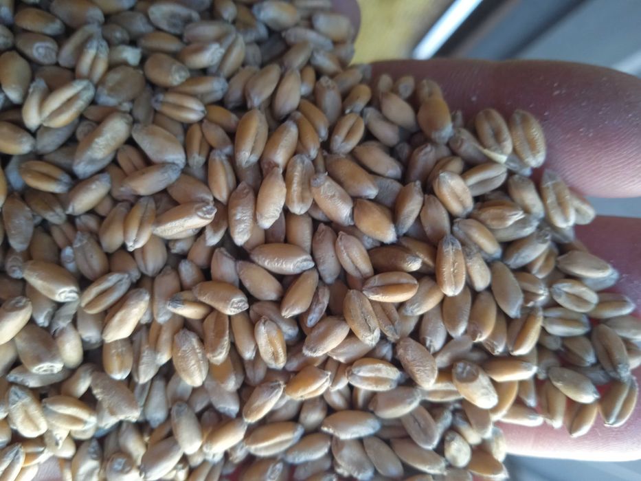 Пшениця Яра Шіроко