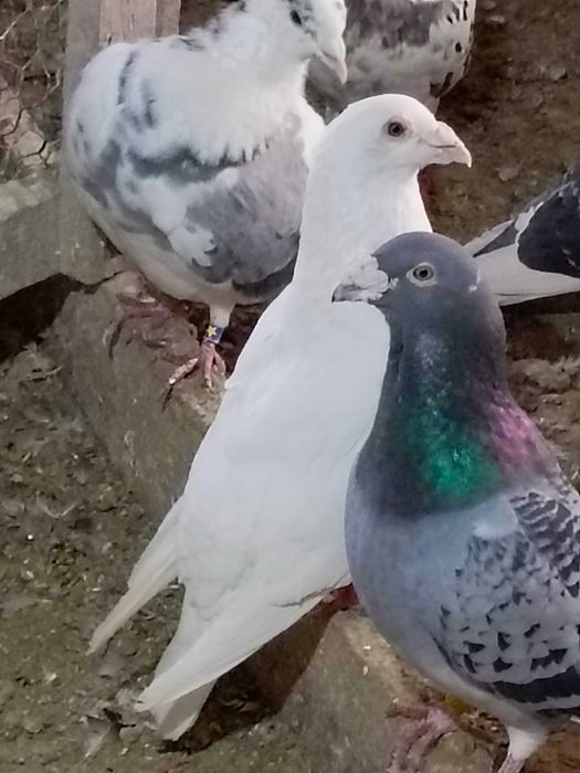 Gołębie na sprzedaż