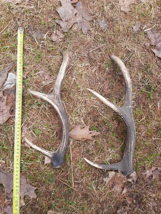 Poroże jelenia byka