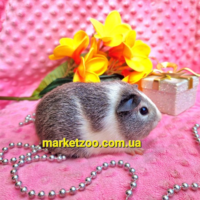 Морская морська свинка морские морськi свинки американская вислоухая
