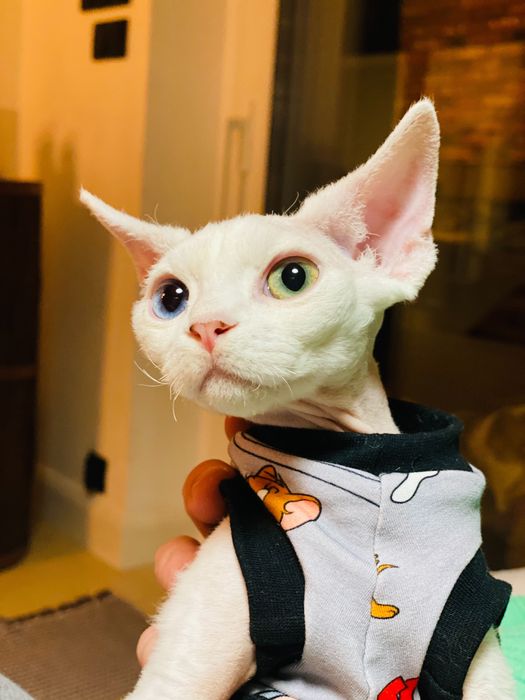 Odd Eye - Devon - rożnooki kot