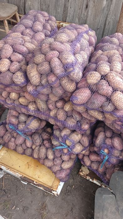 Продам Картоплю велику