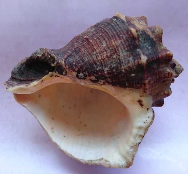 Сувенир ракушка морская Черноморская