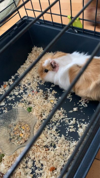 Spzedam  świnkę morską