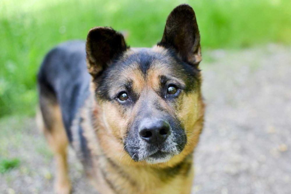 Piękny Azot czeka na dom