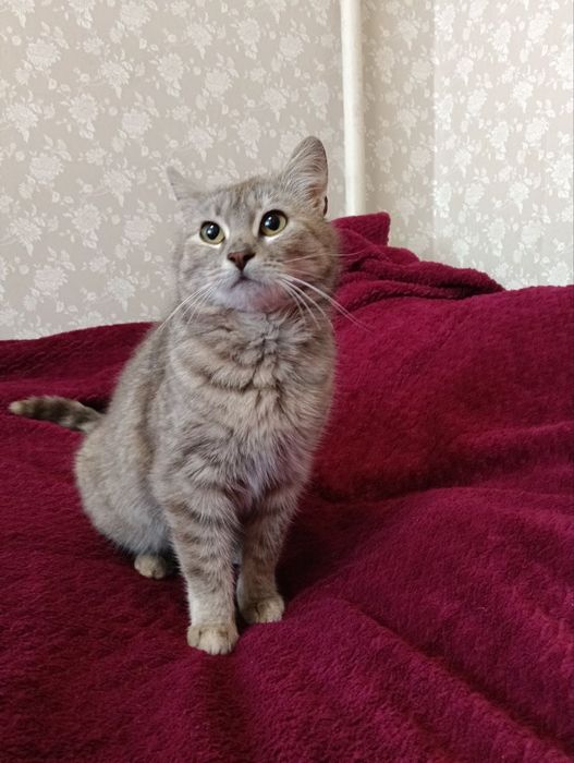 Красивый котенок бесплатно