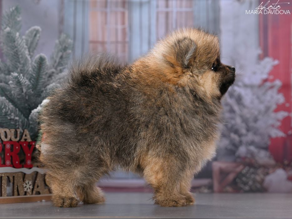 Цуценя померанський шпіц / щенок померанский шпиц