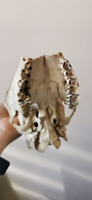 Parostki czaszka kozła naturalna czaszka