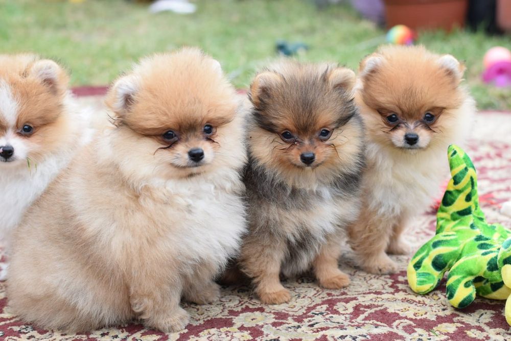 Міні дівчинка померанського шпіца