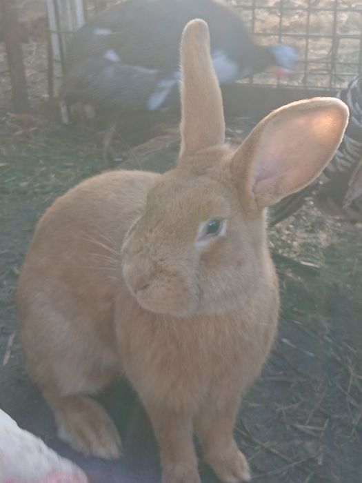 Sprzedam samca mieszankę Rexa