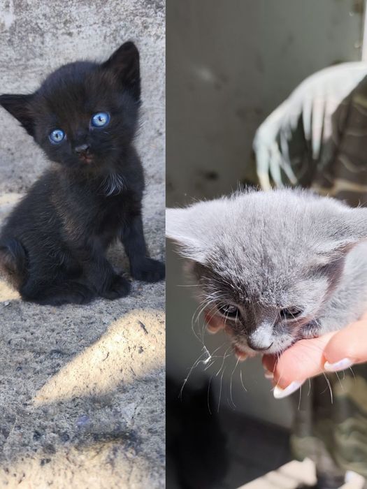 Відаю кошенят безкоштовно