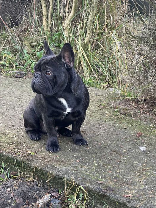 Buldog francuski FCI, ZKwP