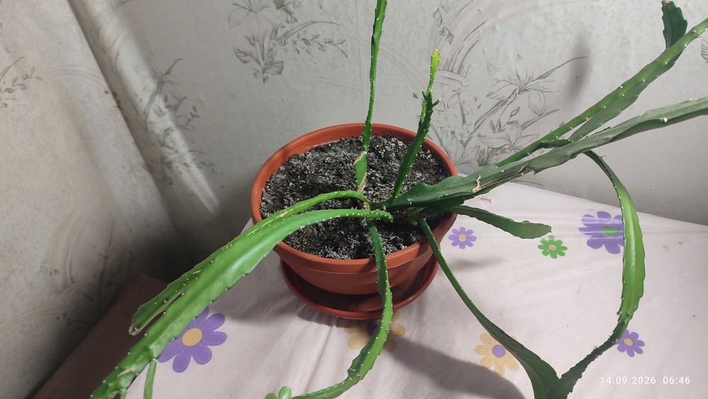 Эпіфілум червоний (Epiphyllum)