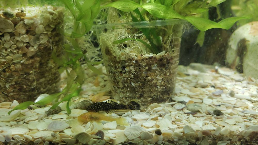 Продам рибок анциструси, анцики присоски