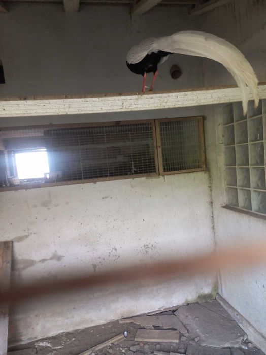 Vendo 2 machos faisões prateados novos