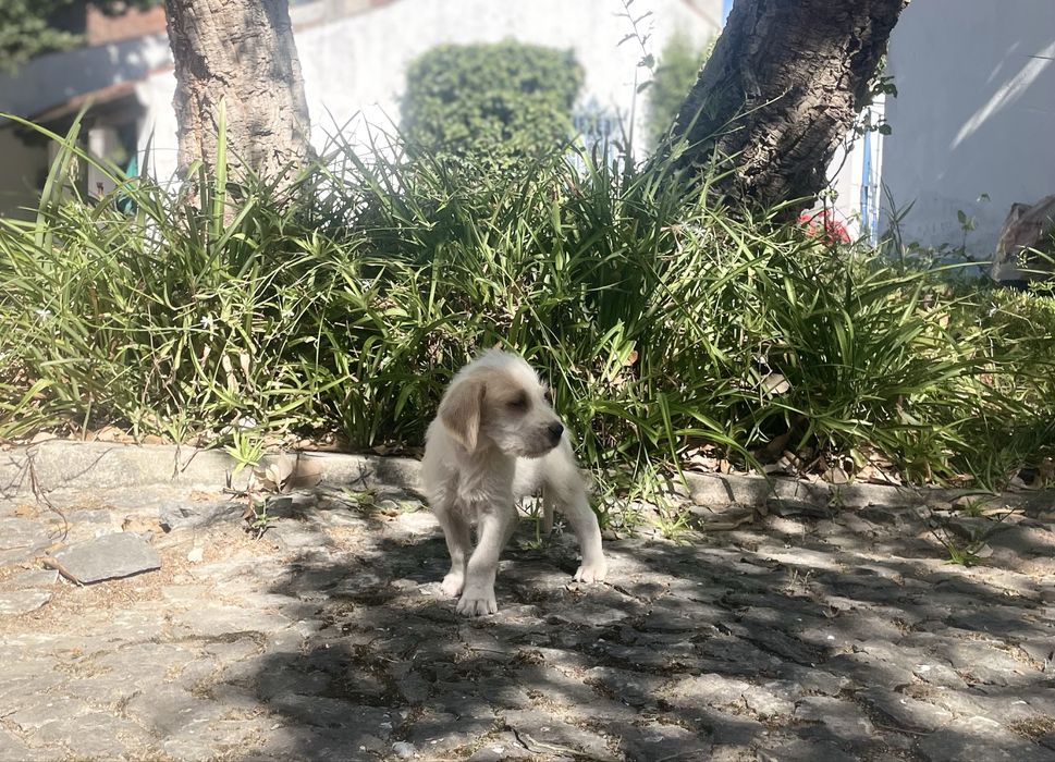 Cachorrinhos Grand Griffon Vendéen com dois meses para adoção