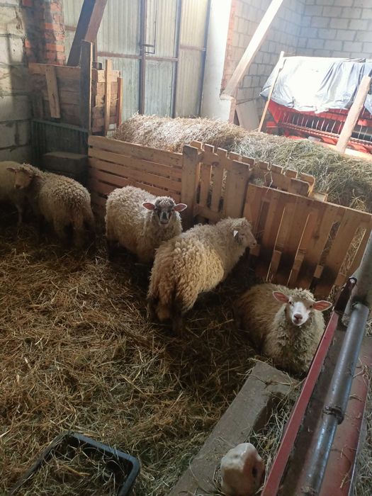 sprzedam owce merynos