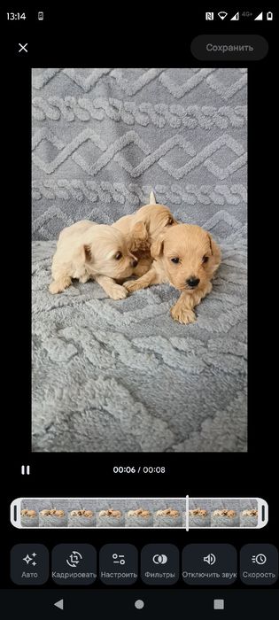 Девчата мальтипу,бронь