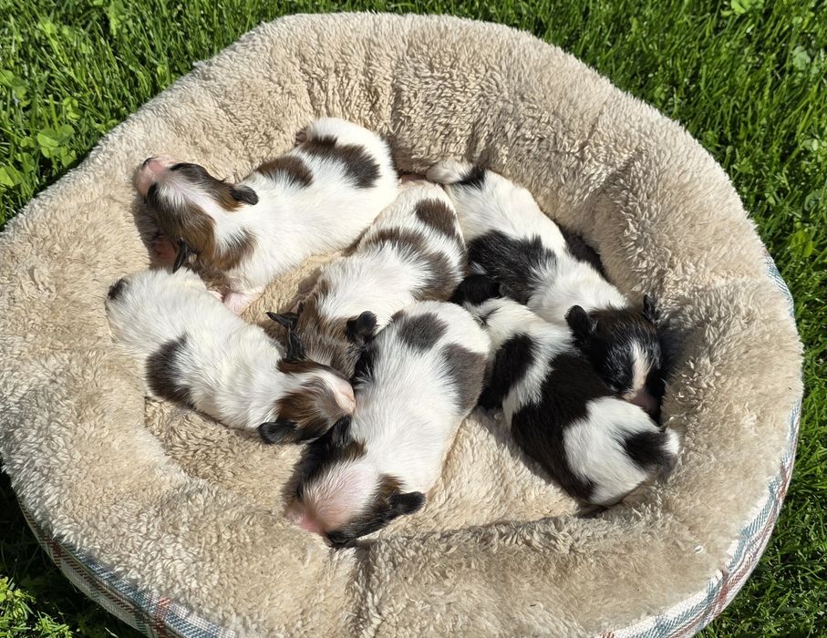 PAPILLON - spaniel kontynentalny miniaturowy- ZKwP/FCI