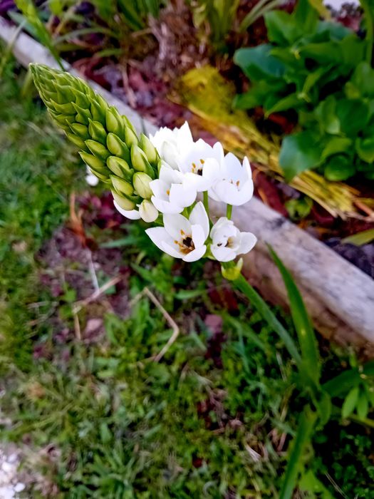 Ornithogalum (Beijinhos de Mae) lote de 5 plantas