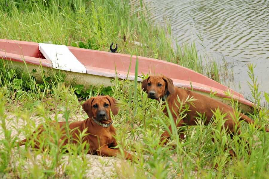 Szczenię Rhodesian Ridgeback – potomstwo zwycięzcy WDS 2025