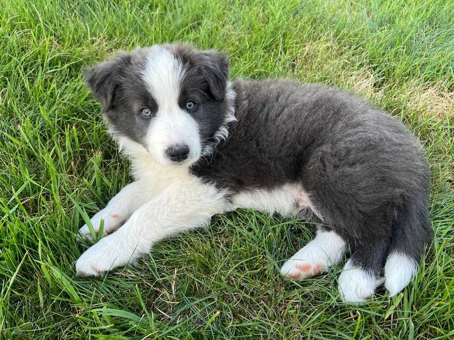 Border Collie blue&white niebieski piesek