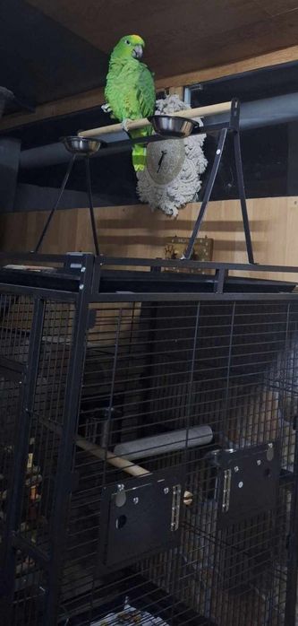 Papagaio ochrocephala