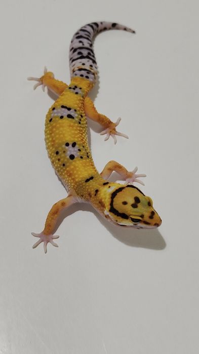 Gekon eublefar lamparci tangerine