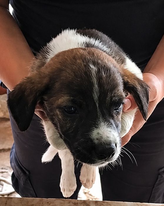 Tenho cães bebés para dar