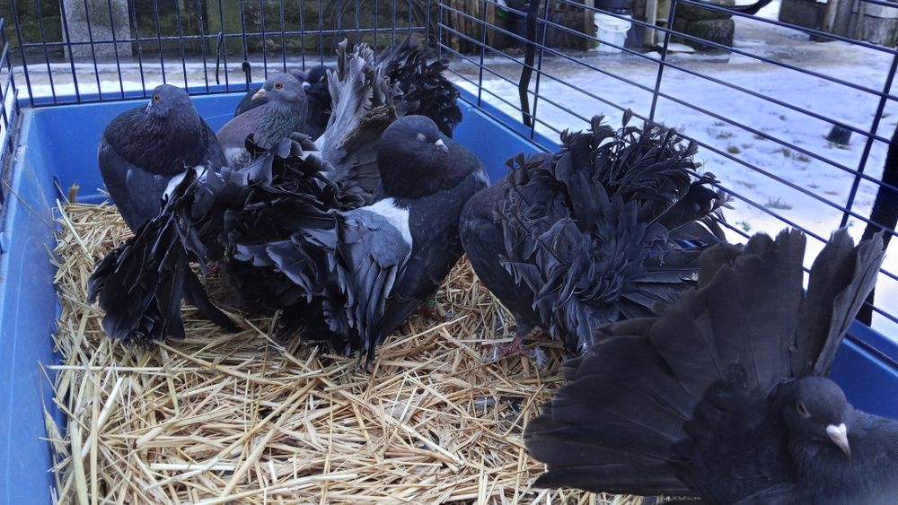 Gołębie ozdobne garłacz pomorski pawik loczek