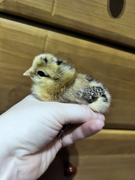 Курчата гарні добові