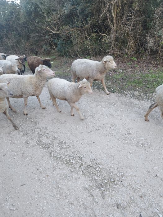 borregos     para     cobrir