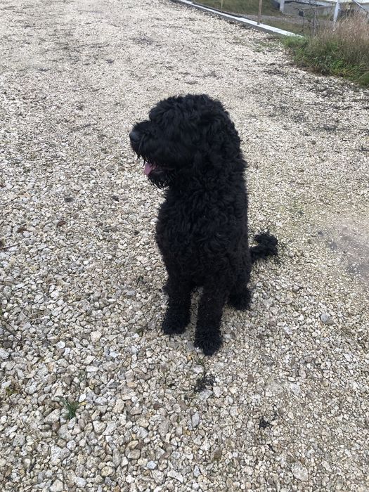 Чорний терєр ( в‘язка )