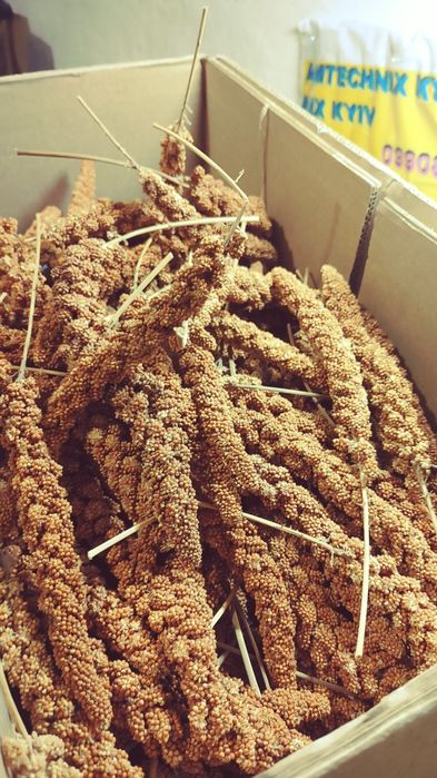 Чуміза для папуг і гризунів чумища колоски  корм для пташок волнистик