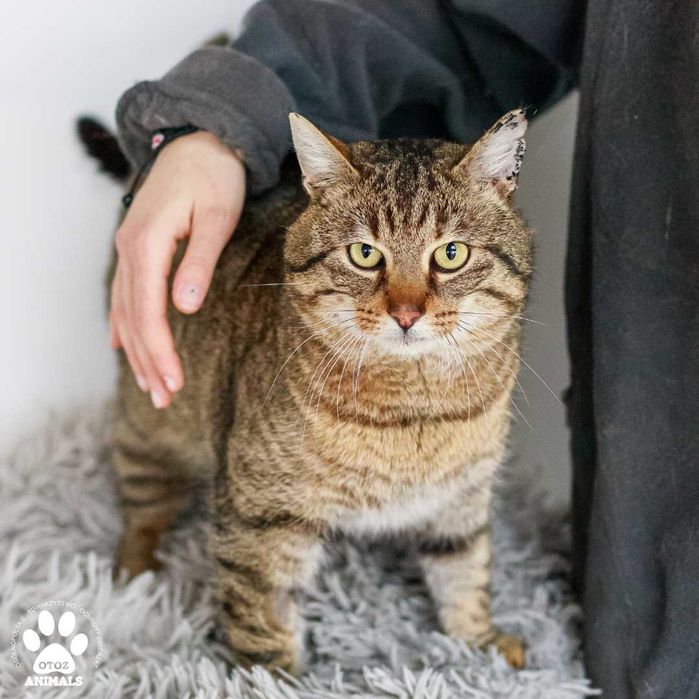 Spokojny kocurek do adopcji! Poznajcie Gumisia!